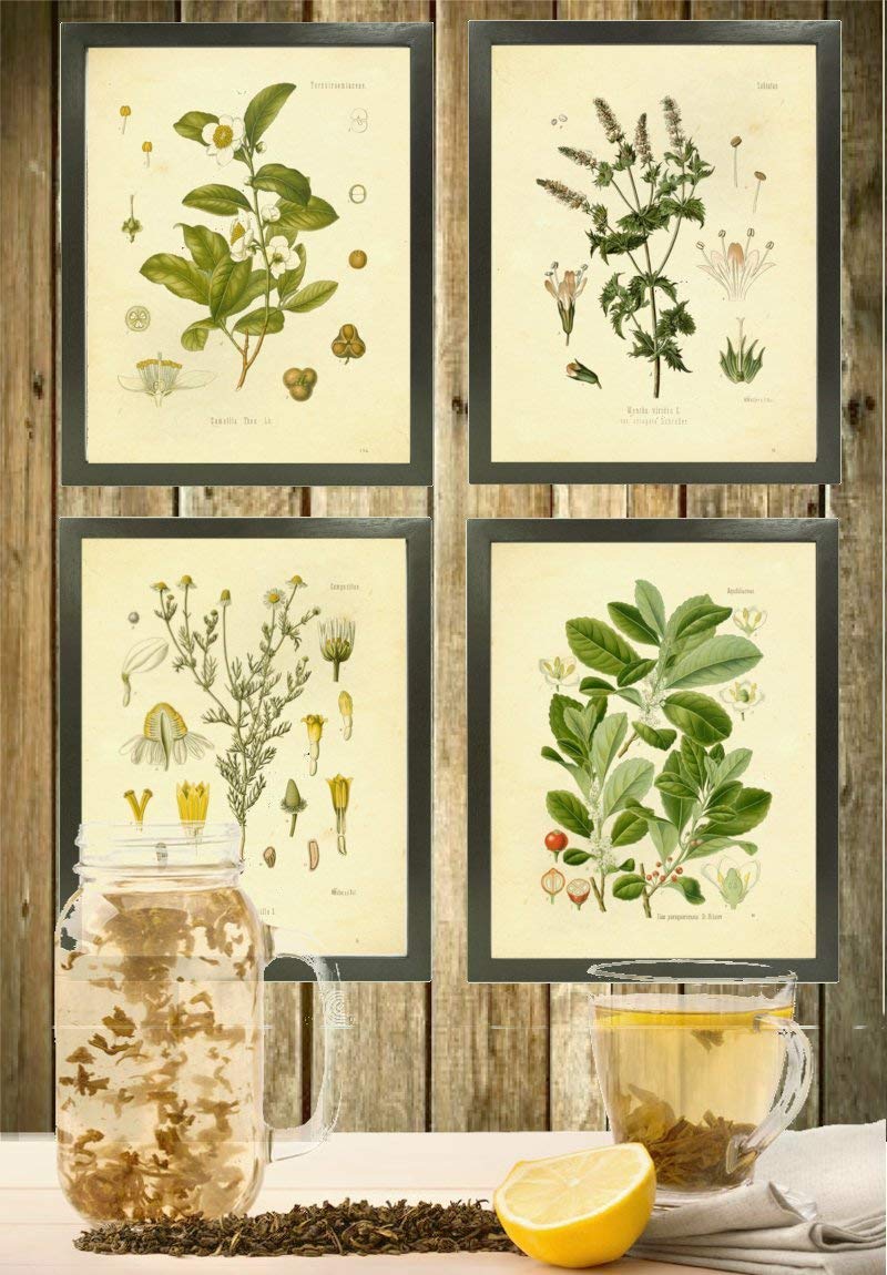 Ink Inc. Vintage Botanical Prints  Tea Wall Art Tea  Mate  Chamomile  Mint  Set of 4 8x10 Unframed
