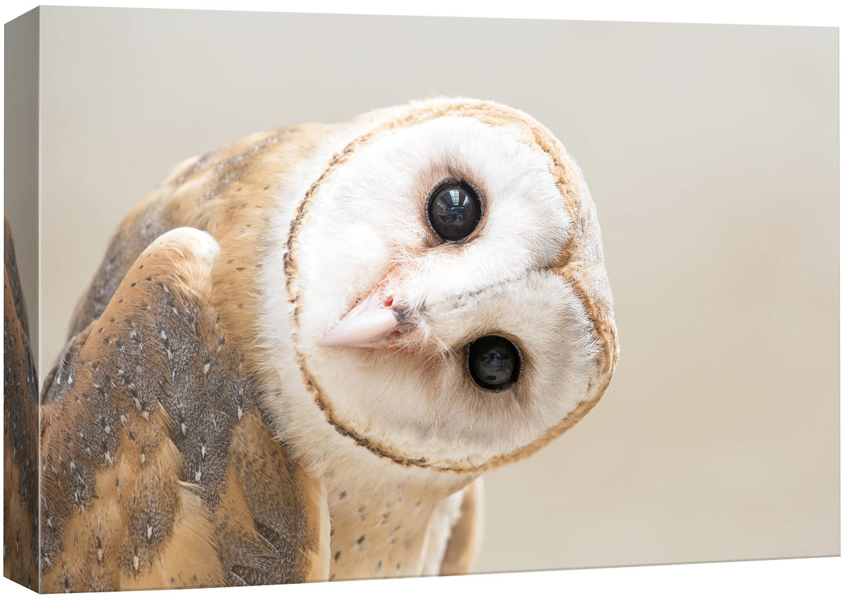 Signford Canvas Print Wall Art White Owl With Twisted Head Animals Wildlife Photography Realism Rustic Portrait Cool For Living