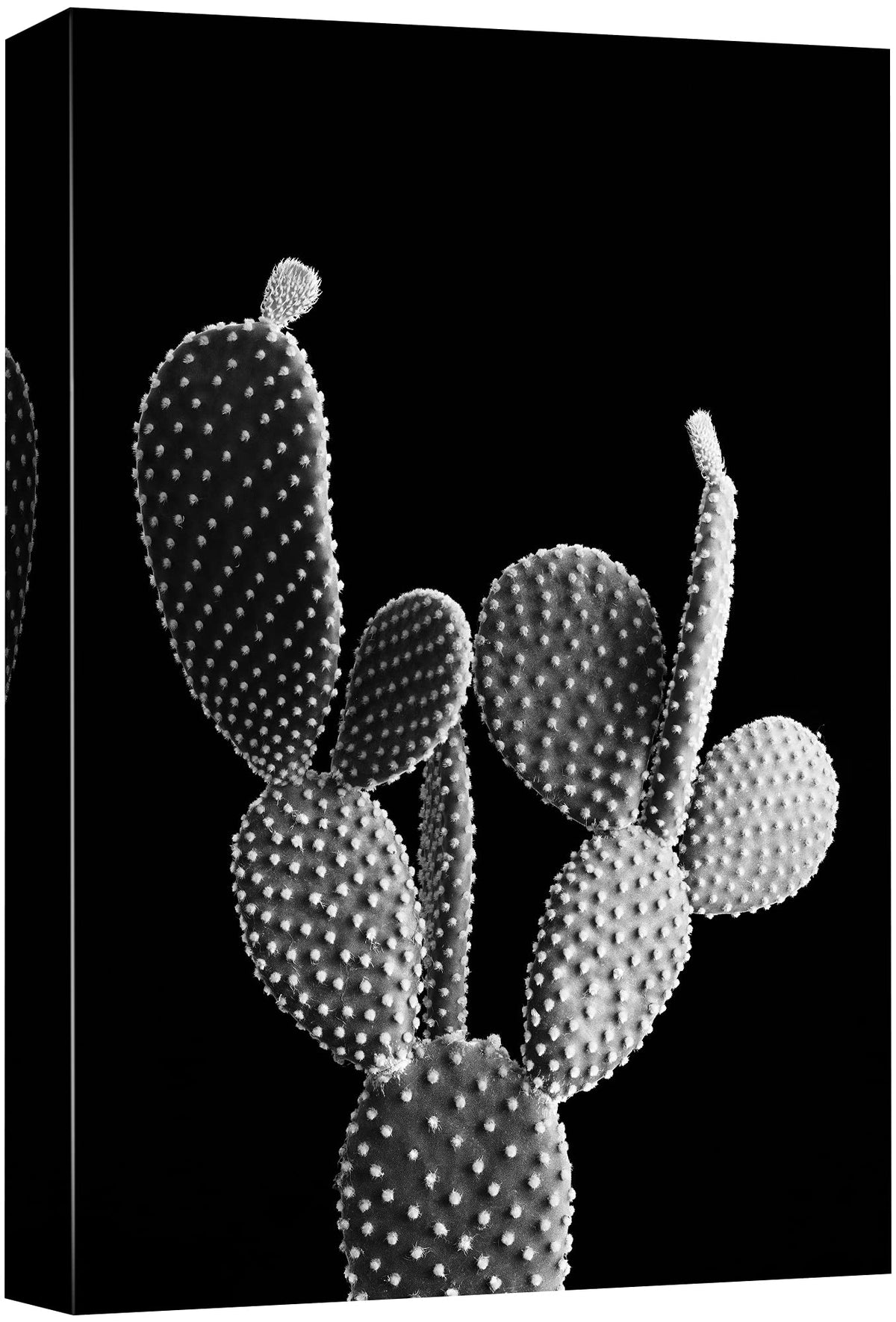 Nwt Canvas Print Wall Art Prickly Pear Cactus With Flowering Buds Floral Plants Photography Modern Art Southwest Closeup Dramati