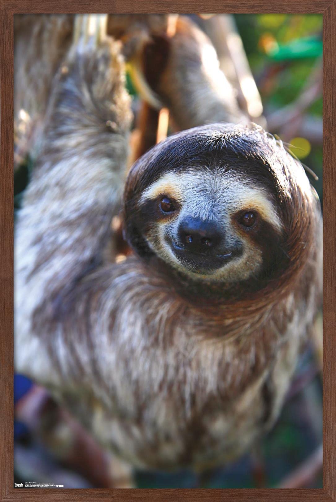 Trends International Sloth - Smile Wall Poster, 14.725'' X 22.375'', Mahogany Framed Version