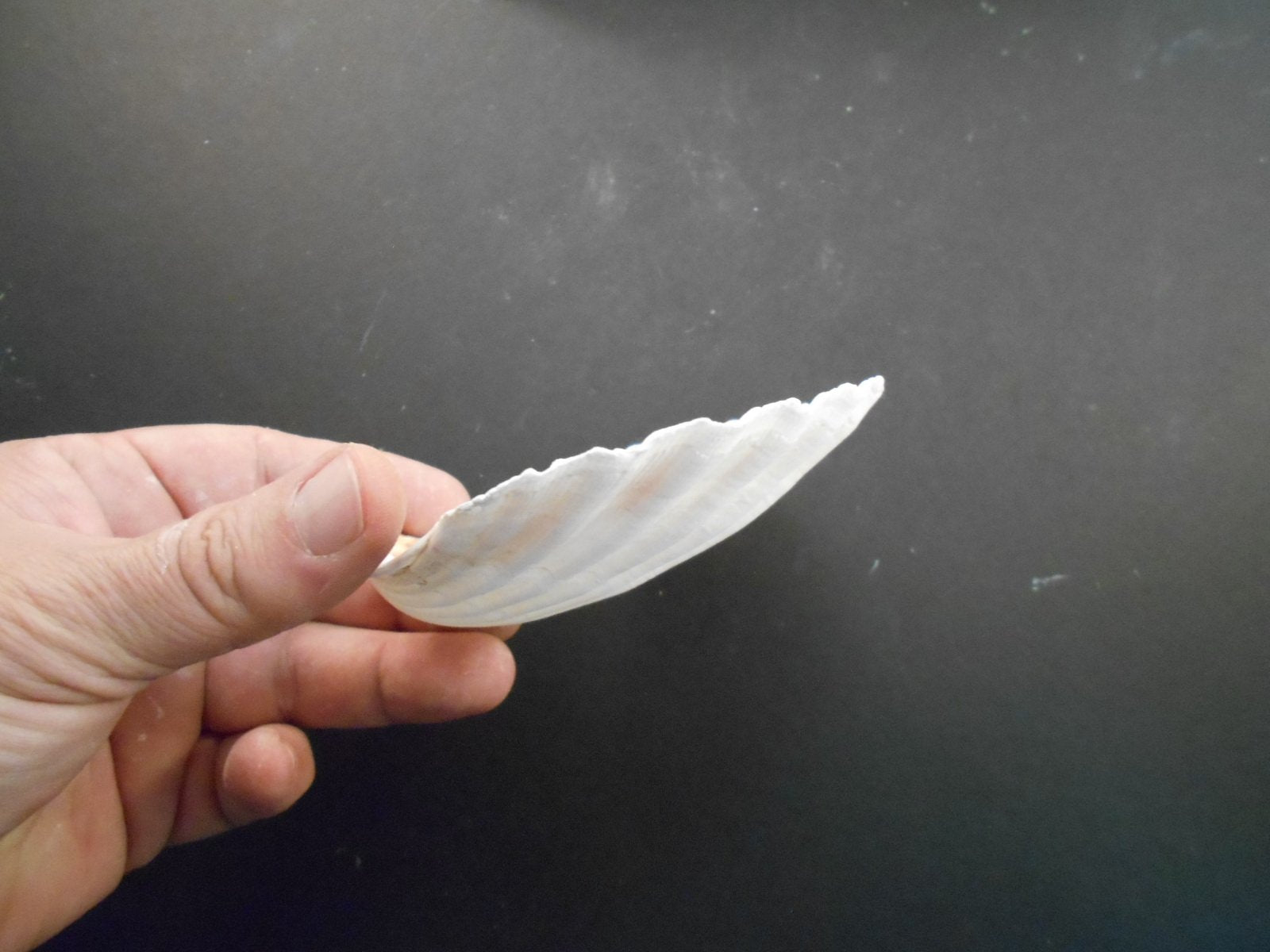 Set Of 8 Large White Baking Scallop (3.5''-4'') Restaurant Quality Real Seashells Beach Wedding Coastal Crafts And Decor - Flori