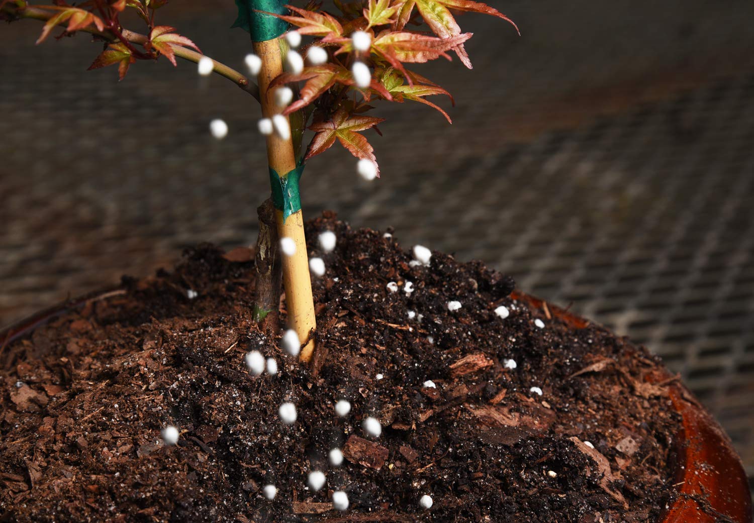 Bonsai Fertilizer Pellets By Perfect Plants - 5 Year Supply - All Natural Slow Release - Extended Enrichment For All Live Bonsai