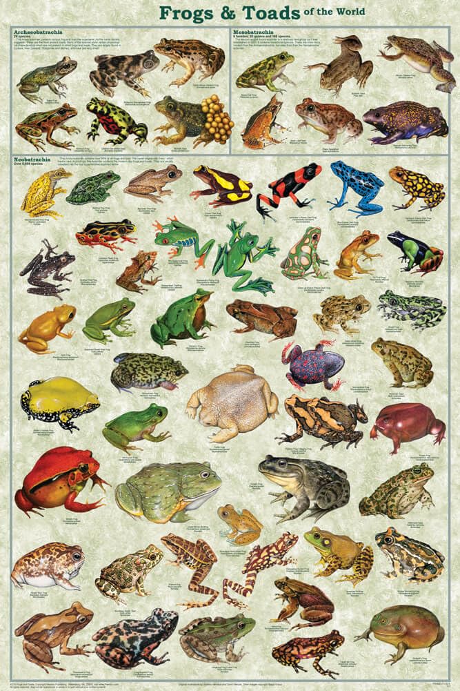 Frogs & Toads Of The World Educational Science Classroom Chart Print Poster 24X36