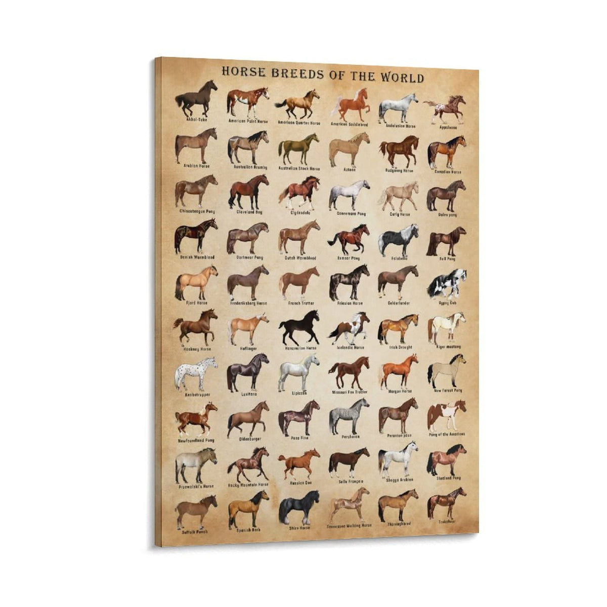 Xnlksi Horse Knowledge Horse Breeds Of The World Poster Framed 12X16Inch