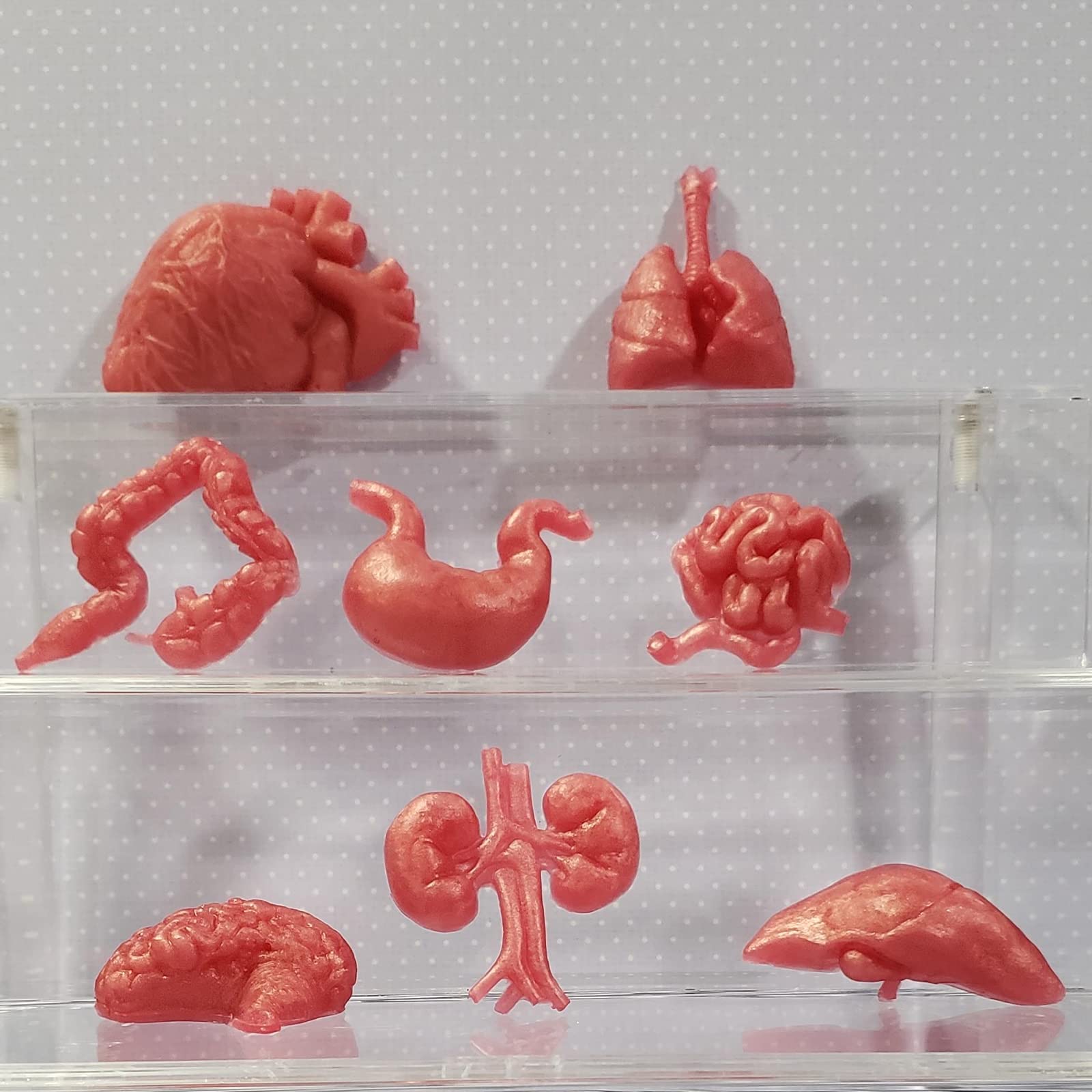 Human Organs Silicone Molds 6 Pcs, Human Organs Shape Silicone Molds Heart Brain Cake Mold Stem Stomach Intestinal Lung Kidney C