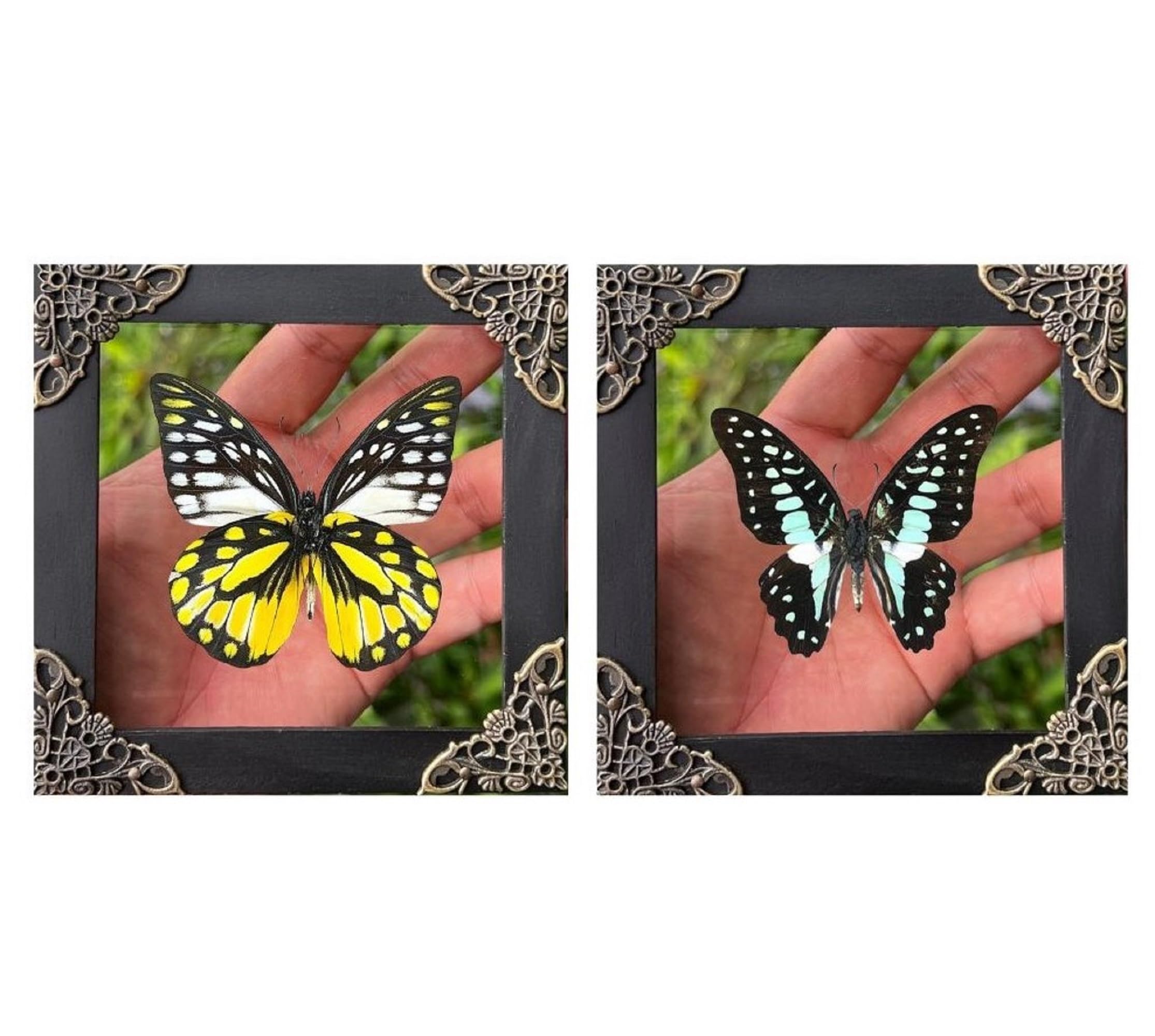 2 Real Butterfly Glass Framed Handmade Shadow Box Insect Dried Wood Frame Unique Taxidermy Taxadermy Collectables Tabletop Wall