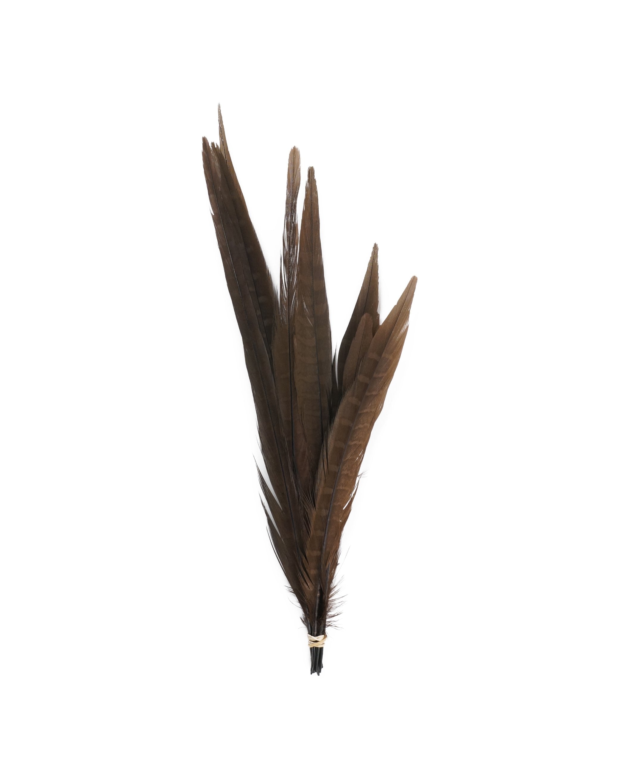 Zucker Feather Products Bleach/Natural Pheasant Tails, 8 to 14-Inch, Dyed Brown