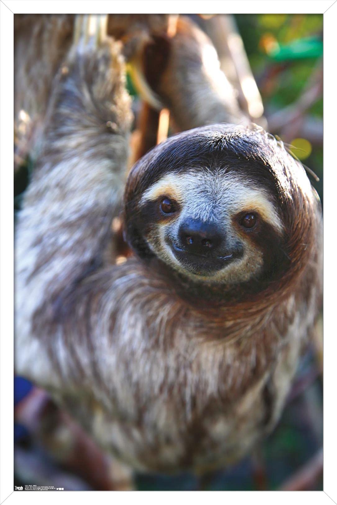 Trends International Sloth - Smile Wall Poster, 22.375'' X 34'', White Framed Version