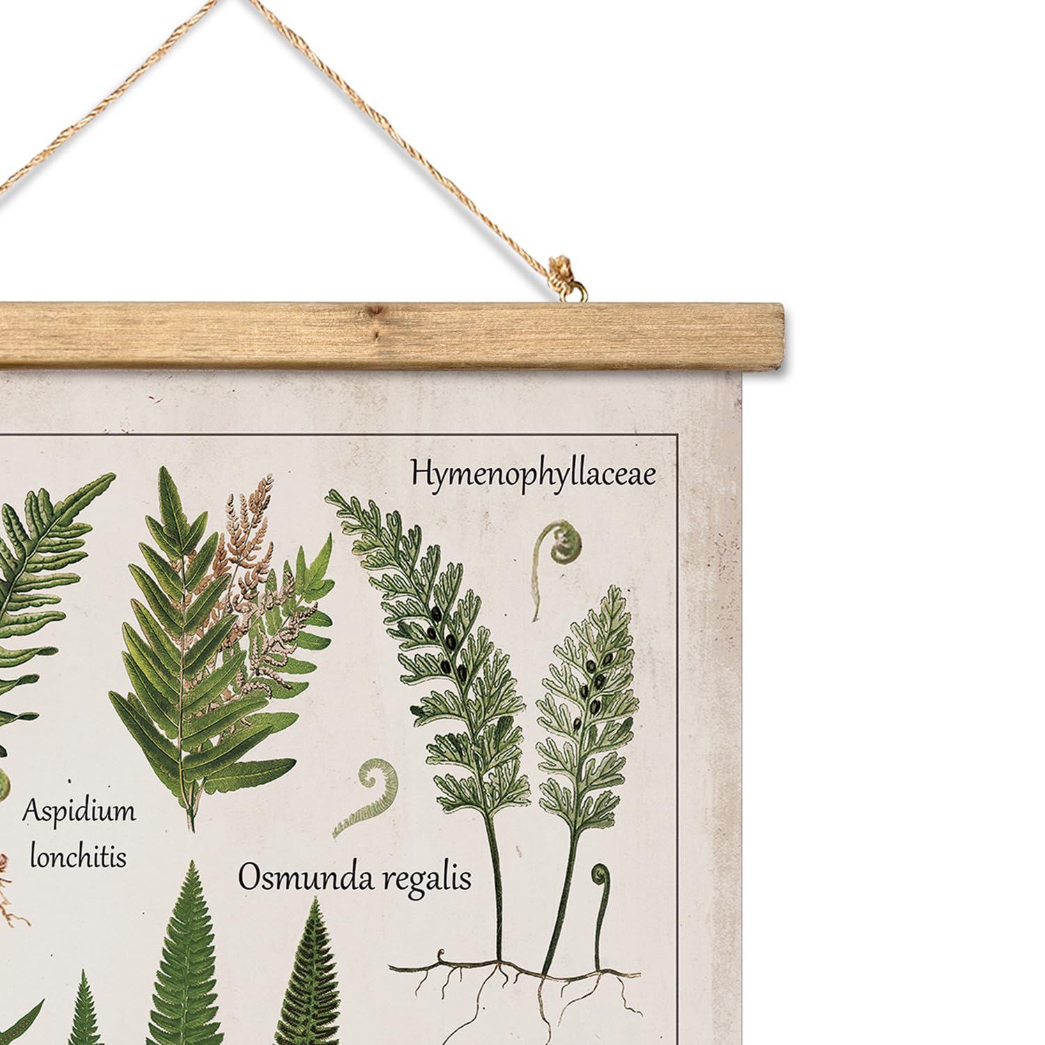 Xiaoaika Botanical Fern Varieties Poster - Vintage Illustrated Guide With Wooden Frame - Educational Plant Wall Art For Home, Of