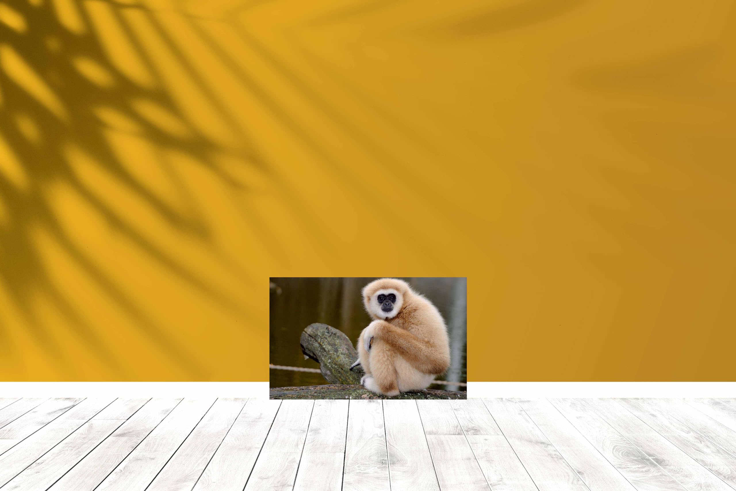 Baldau Prints Monkey Langur Photo Wall Poster For Room (Gloss Laminated, 12X18 Inch, 300 Gsm) F-327