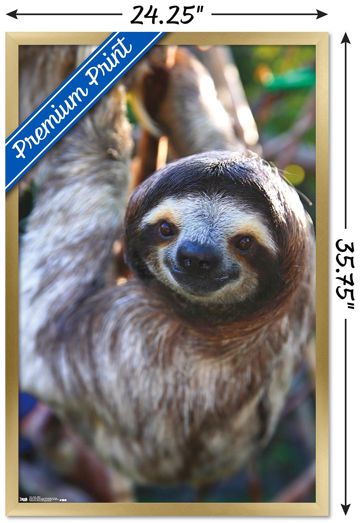 Trends International Sloth - Smile Wall Poster, 22.375'' X 34'', Gold Framed Version