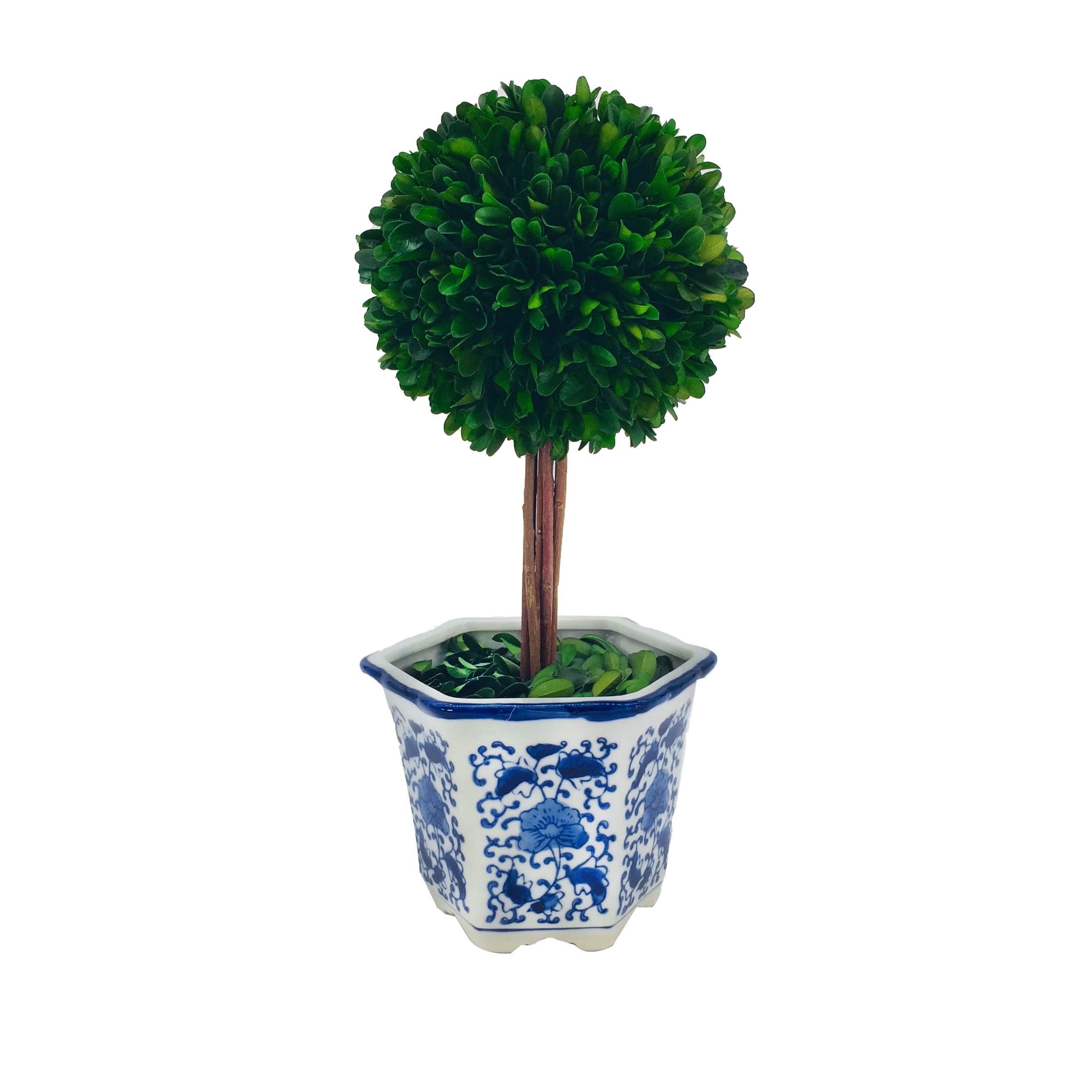 Galt International Preserved Boxwood Topiary Tree in Blue & White Ceramic Pot - Plant and Table Centerpiece Stunning Greenery an