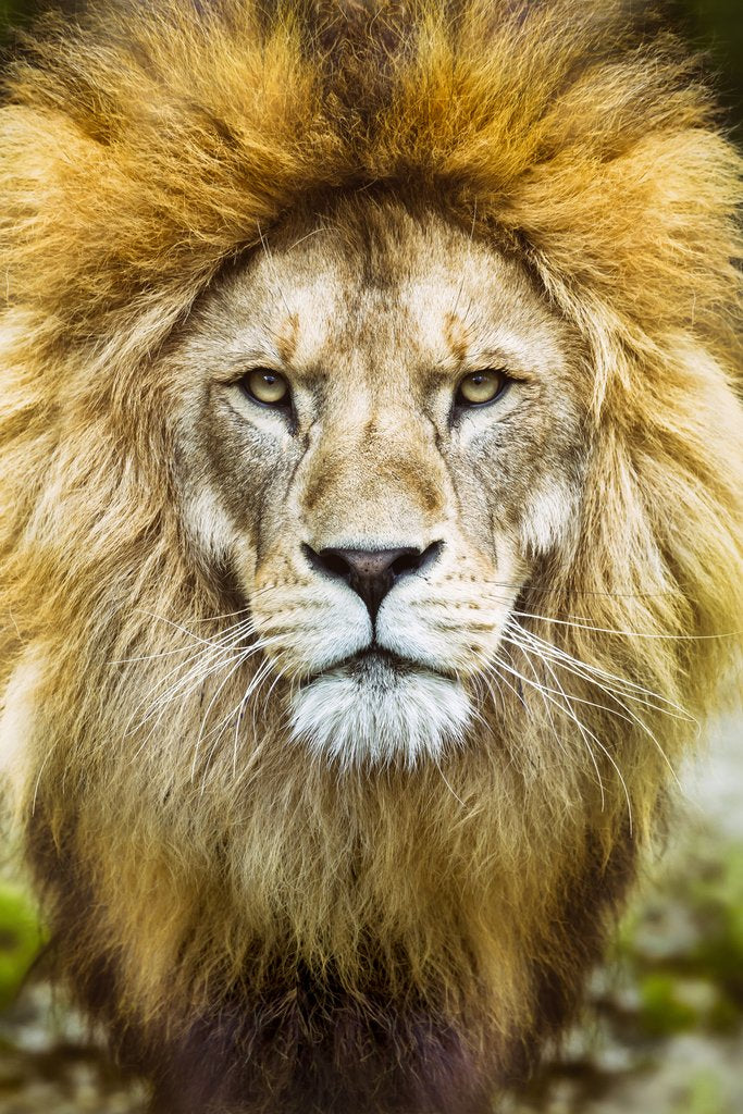 African Lion Head Shot Male Lion Mane Lion Posters For Wall Lion Pictures Wall Decor Picture Of Lions African Travel Poster Safa