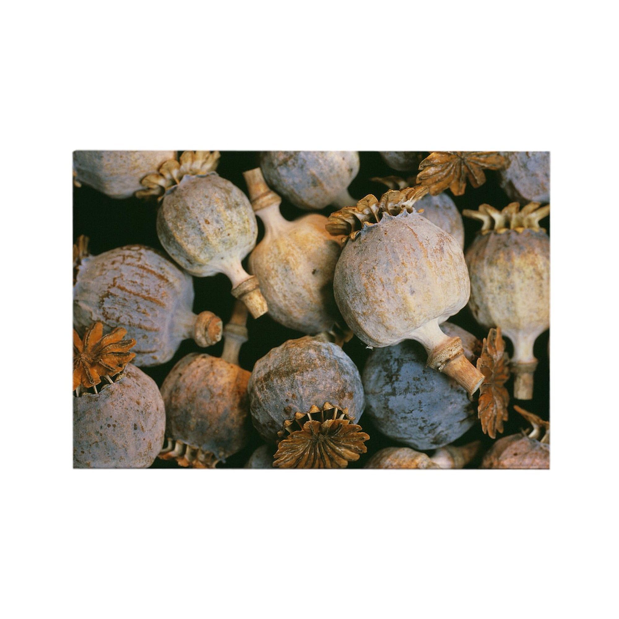 Cafepress Dried Opium Poppies Rectangle Magnet, 3''X2'' Refrigerator Magnet