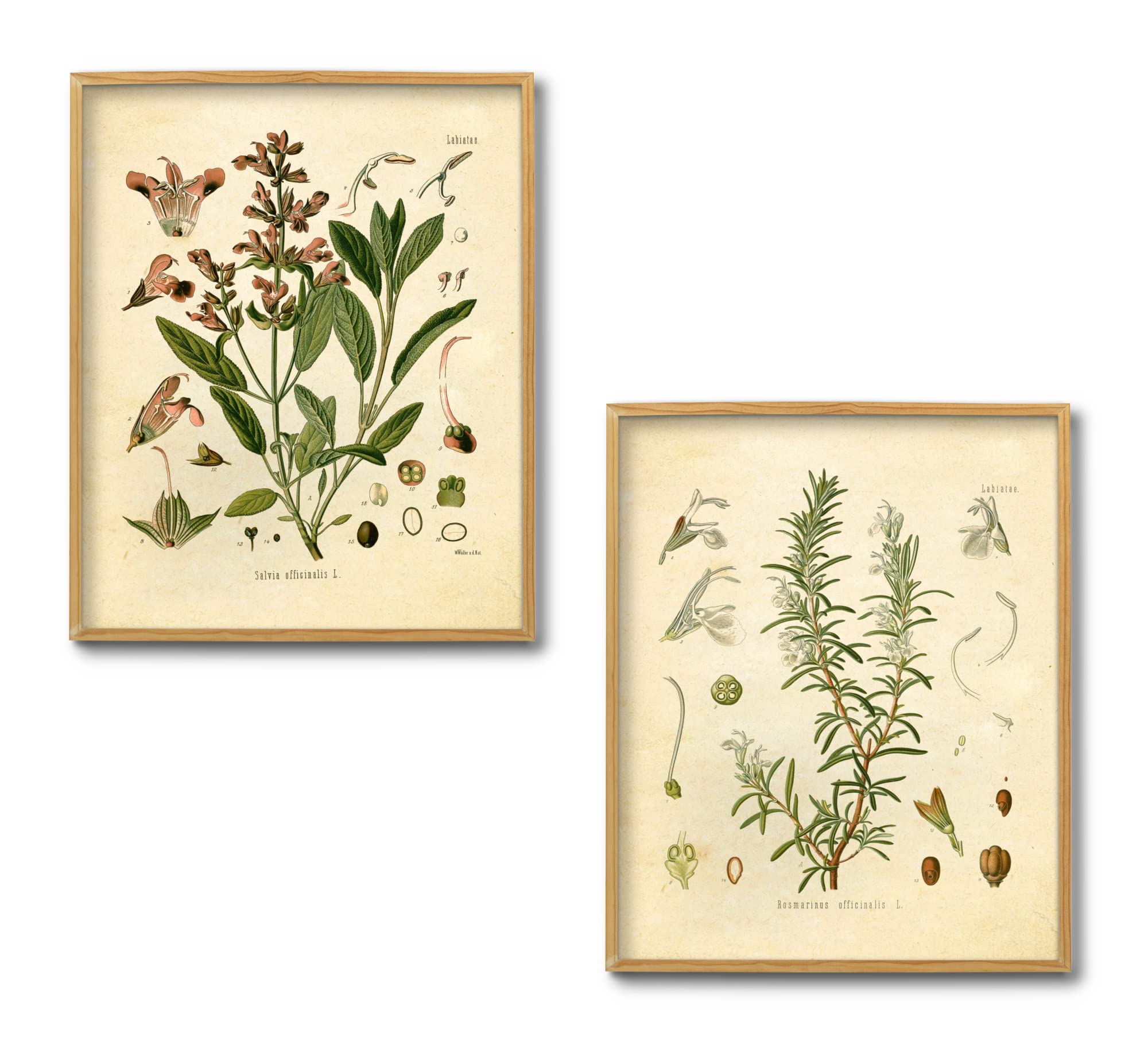 Ink Inc. Vintage Botanical Prints | Kitchen Herb Wall Art Thyme, Mint, Rosemary, Parsley, Sage, Fennel | Set Of 6 8''X10'' Unfra