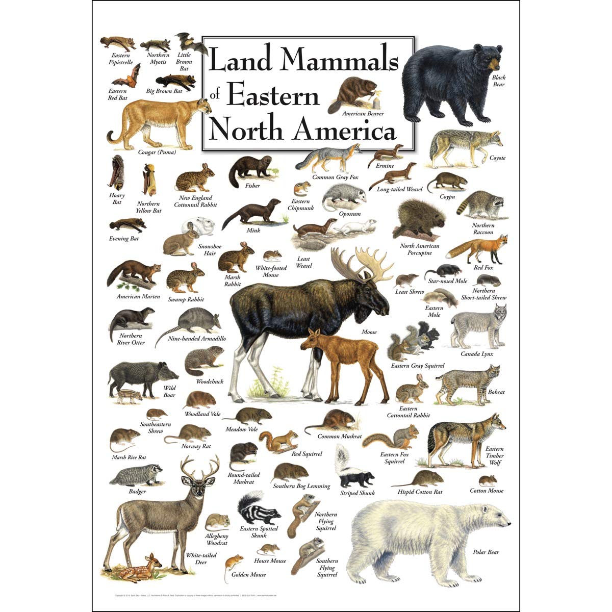 Earth Sky & Water Poster - Land Mammals Of Eastern North America