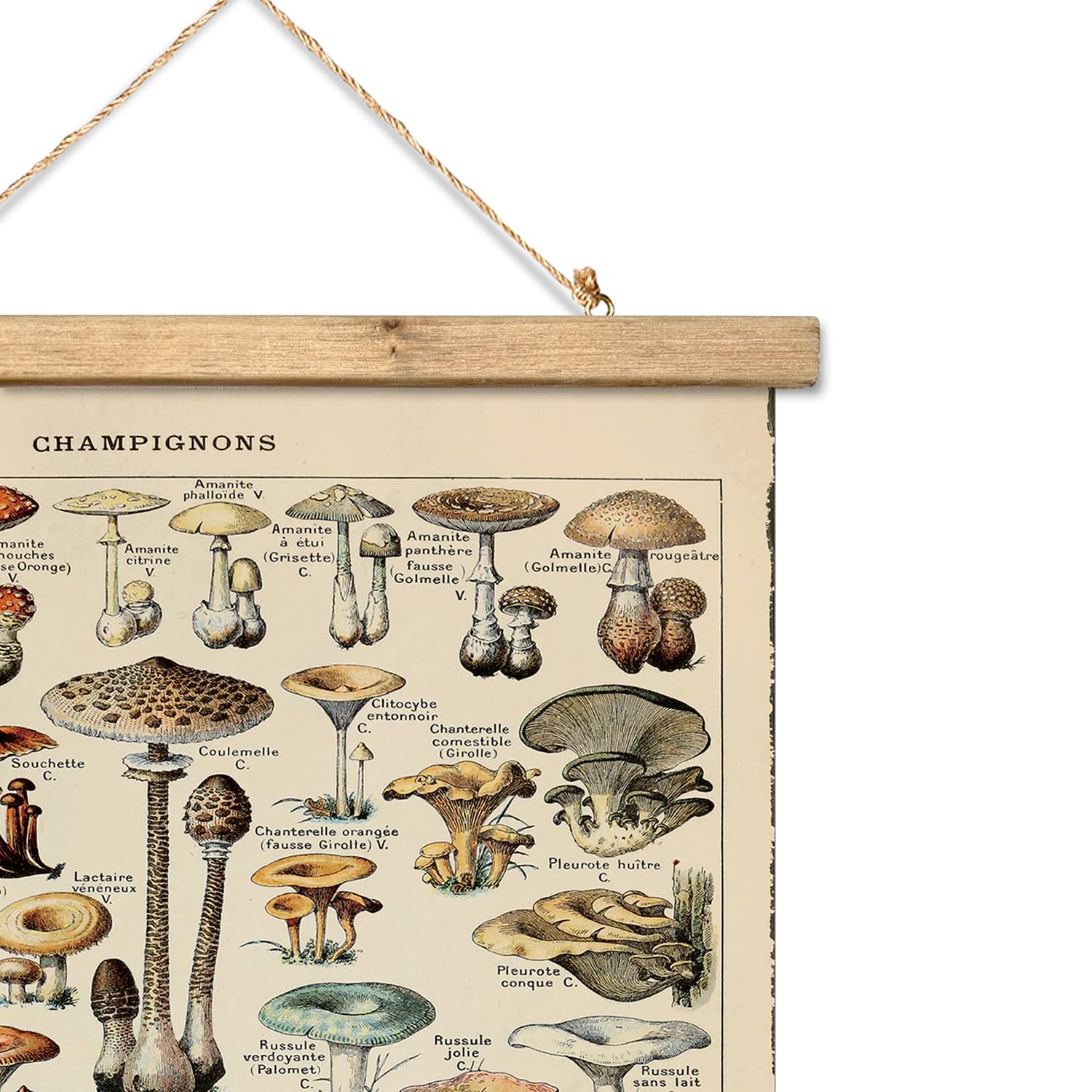 Xiaoaika Vintage Mushroom Poster With Wooden Frame - Classic Botanical Print With Variety Of Fungi Species - Retro Style Wall Ar