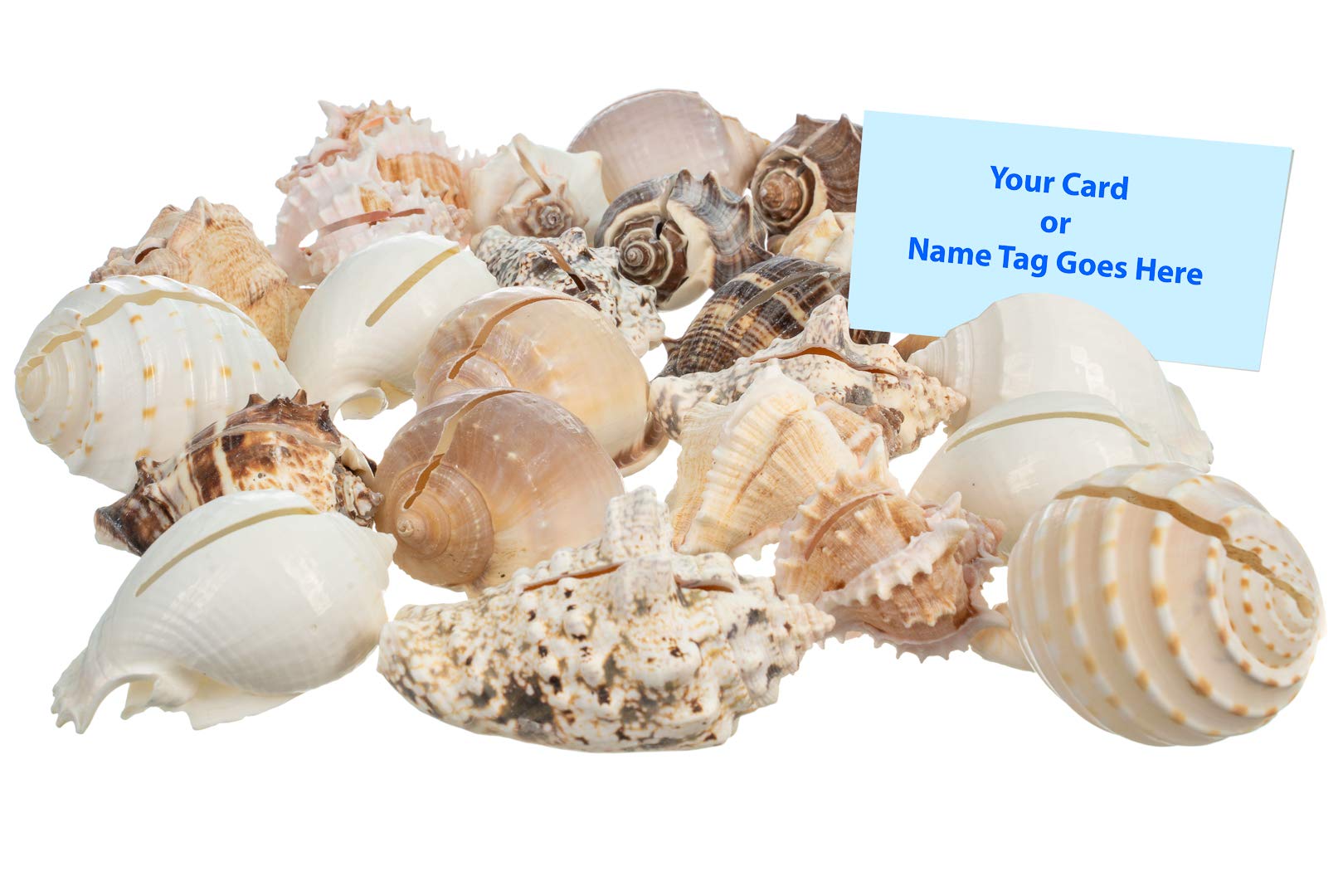 Sea Shell Placecard Holder Set | Cut Shells For Beach Wedding Place Cards | Shells For Wedding Or Event Table Decor | Plus Free