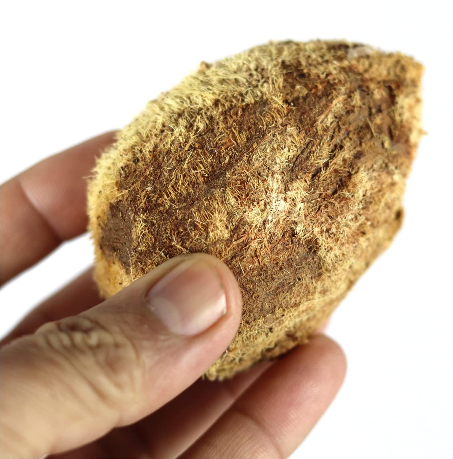 ASHIRWAD Small and Tiny Coconut Dried for Pooja Laghu Nariyal Puja 1 inch and 2 to 3 inches Length (2.5 inches)