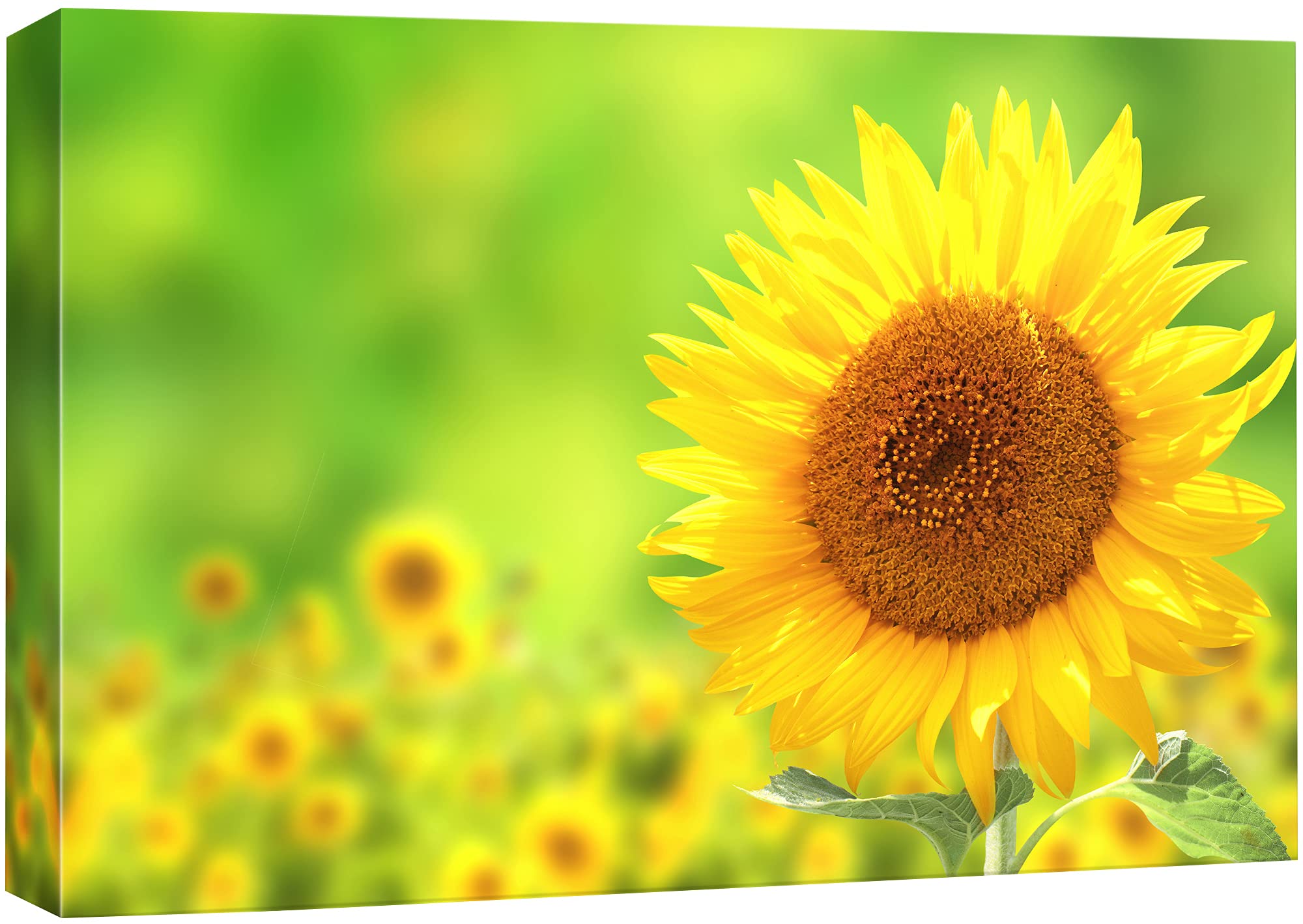 Signford Canvas Print Wall Art Sunflower Closeup With Bokeh Effect Floral Plants Photography Realism Contemporary Scenic Colorfu