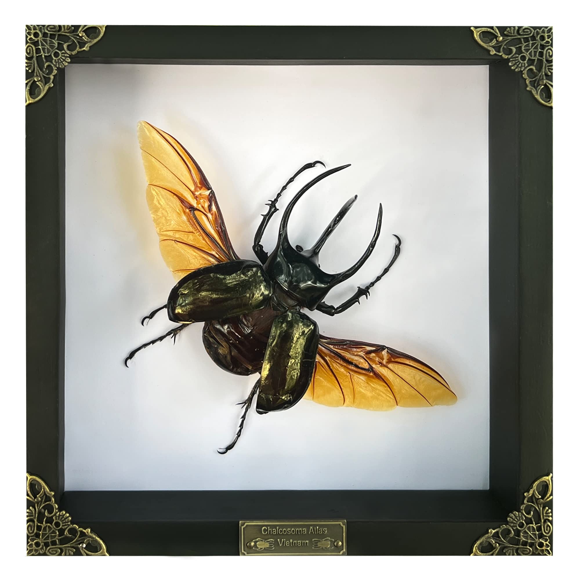 Real Framed Giant Atlas Beetle White Handmade Shadow Box Nametag Dried Bug Unique Insect Entomology Specimen Oddities Taxidermy 