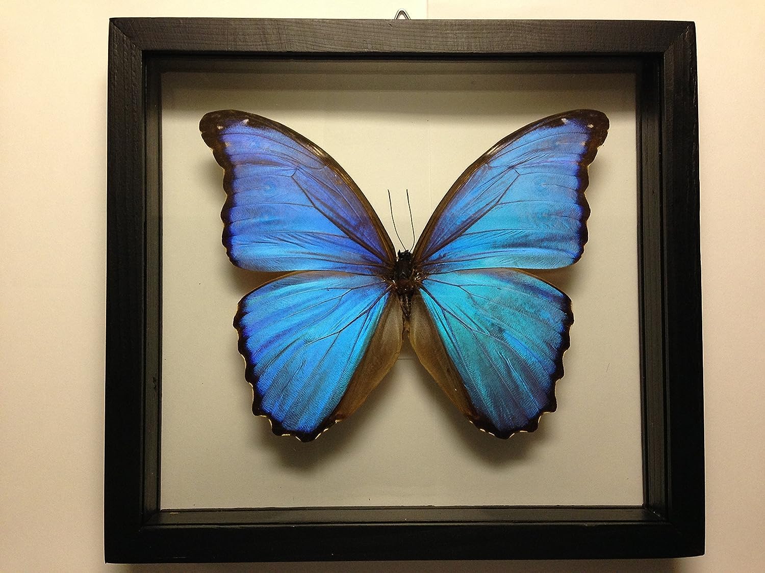 Ben the Butterfly Guy Blue Morpho Butterfly Framed and Mounted in Blac ...