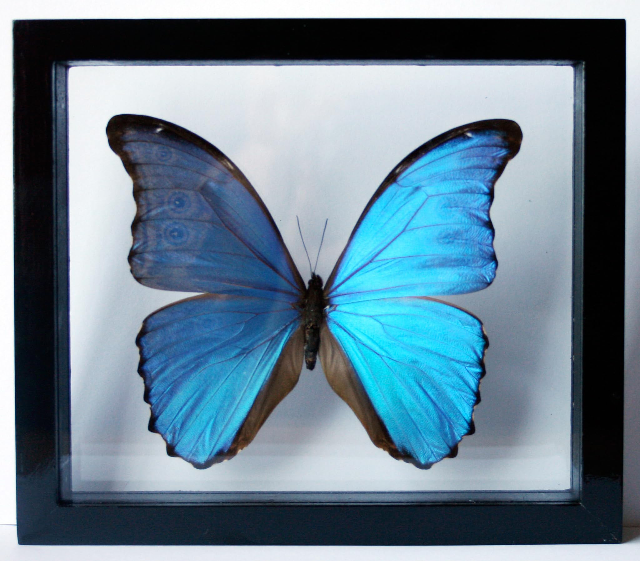 Ben the Butterfly Guy Blue Morpho Butterfly Framed and Mounted in Black Display