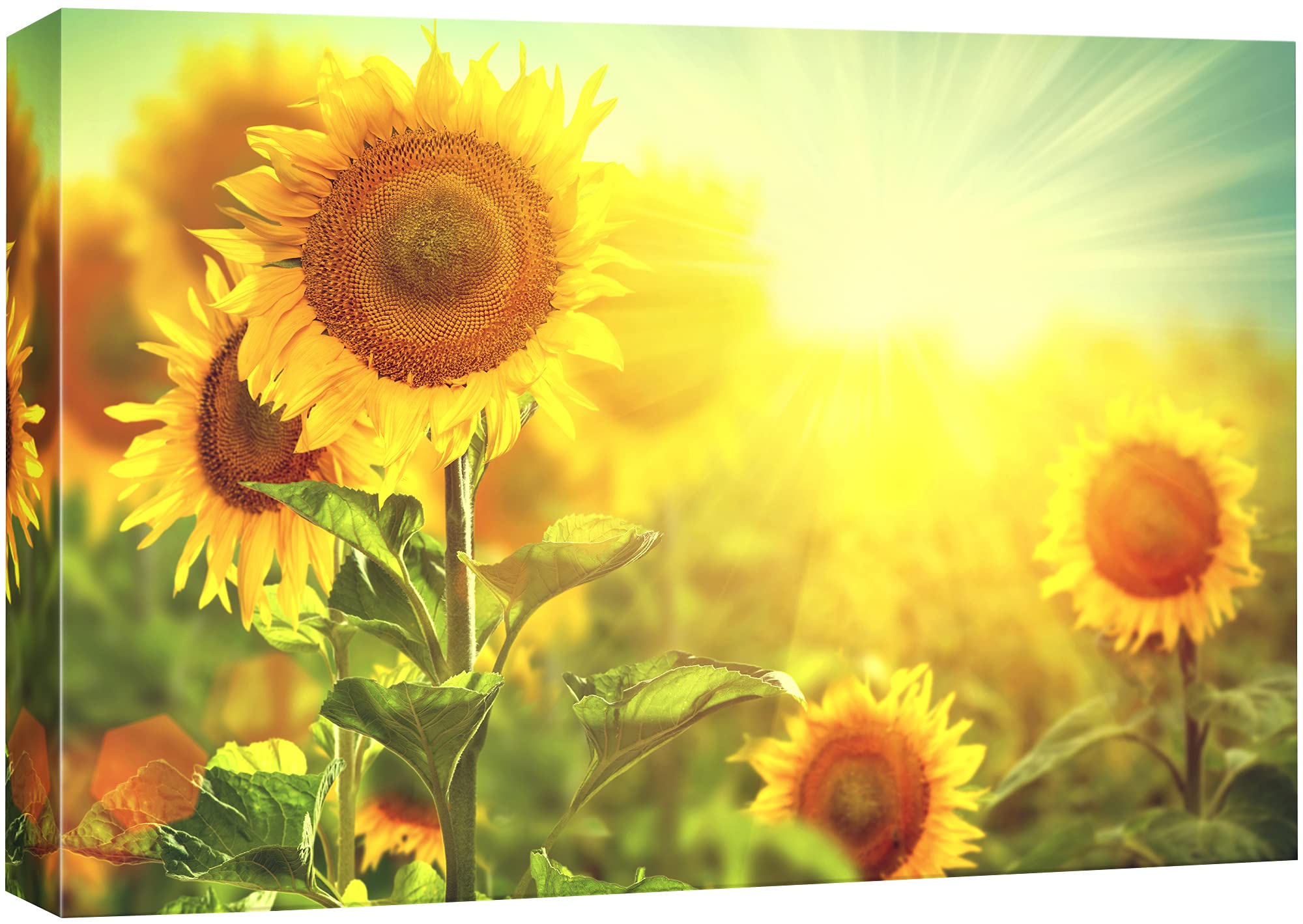 Signford Canvas Print Wall Art Sunflowers With Rays Of Light Floral Plants Photography Realism Contemporary Scenic Colorful Mult