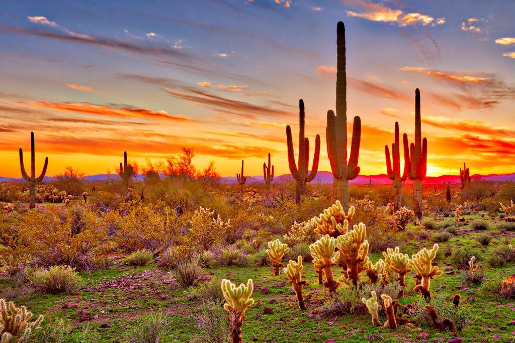 Laminated Colorful Desert Sunset With Saguaro Cactus Sonoran Arizona Southwest Photograph Southwestern Photo Poster Dry Erase Wa