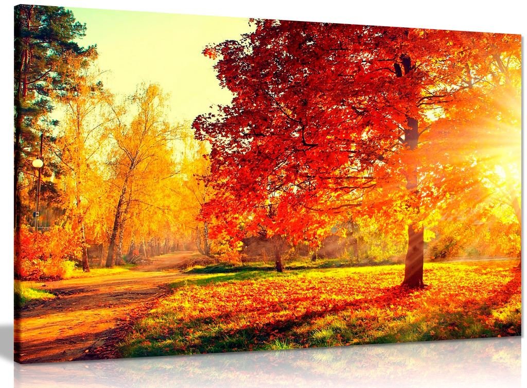 Autumn Scene Trees And Leaves In Sun Light Canvas Wall Art Picture Print (30X20In)