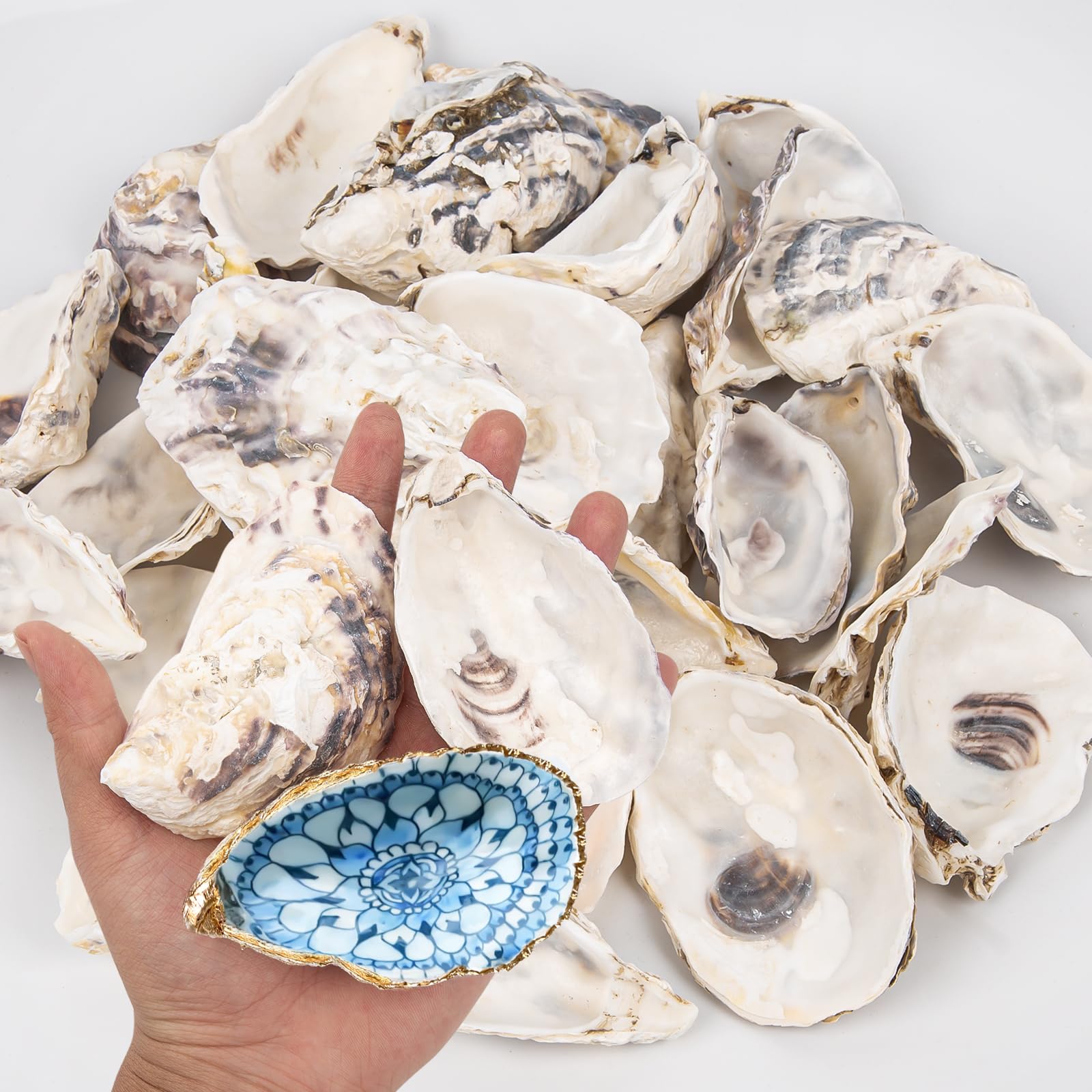 15PCS Oyster Shells 3-4 Concave Oyster Shells for Crafts Natural Oyster Shells Bulk, for Home Vase Filler, Xmas Ornaments, DIY A