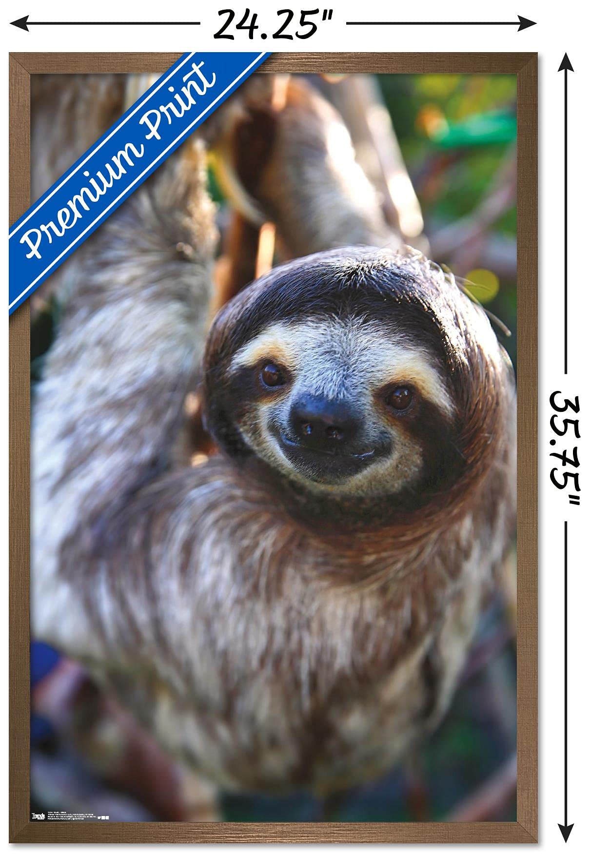 Trends International Sloth - Smile Wall Poster, 22.375'' X 34'', Bronze Framed Version