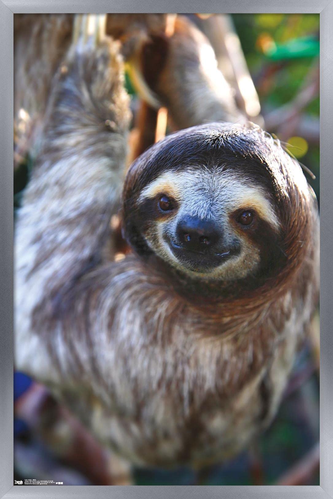 Trends International Sloth - Smile Wall Poster, 14.725'' X 22.375'', Silver Framed Version