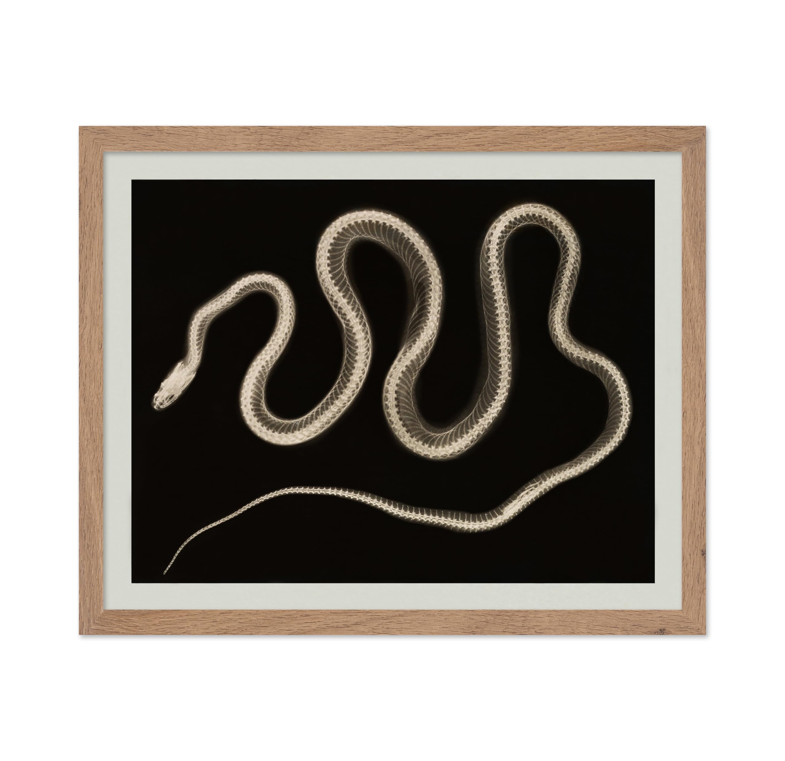 Poster Master Vintage Snake Poster - Retro X-Ray Snake Print - Serpent Art - Reptile Art - Gift for Him, Her, Animal Lover - Wal