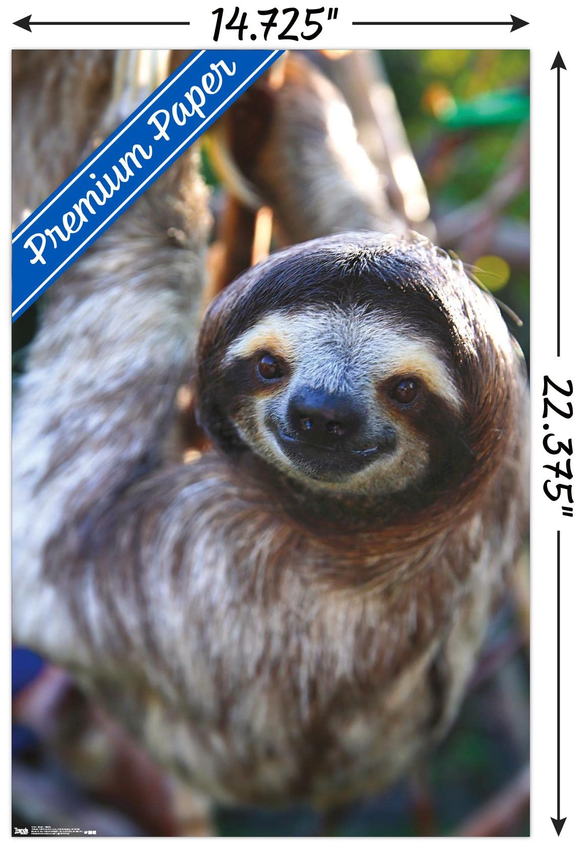 Trends International Sloth - Smile Wall Poster, 14.725'' X 22.375'', Premium Poster & Mount Bundle