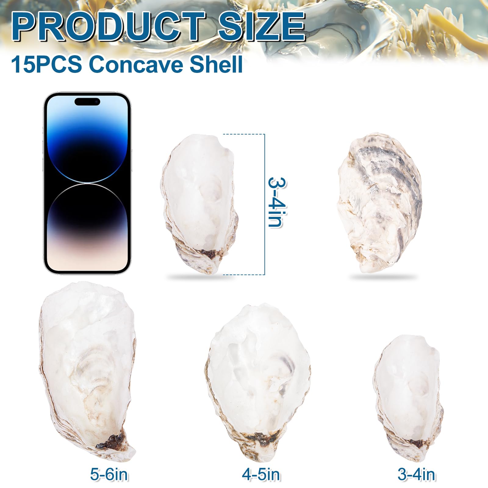 15PCS Oyster Shells 3-4 Concave Oyster Shells for Crafts Natural Oyster Shells Bulk, for Home Vase Filler, Xmas Ornaments, DIY A