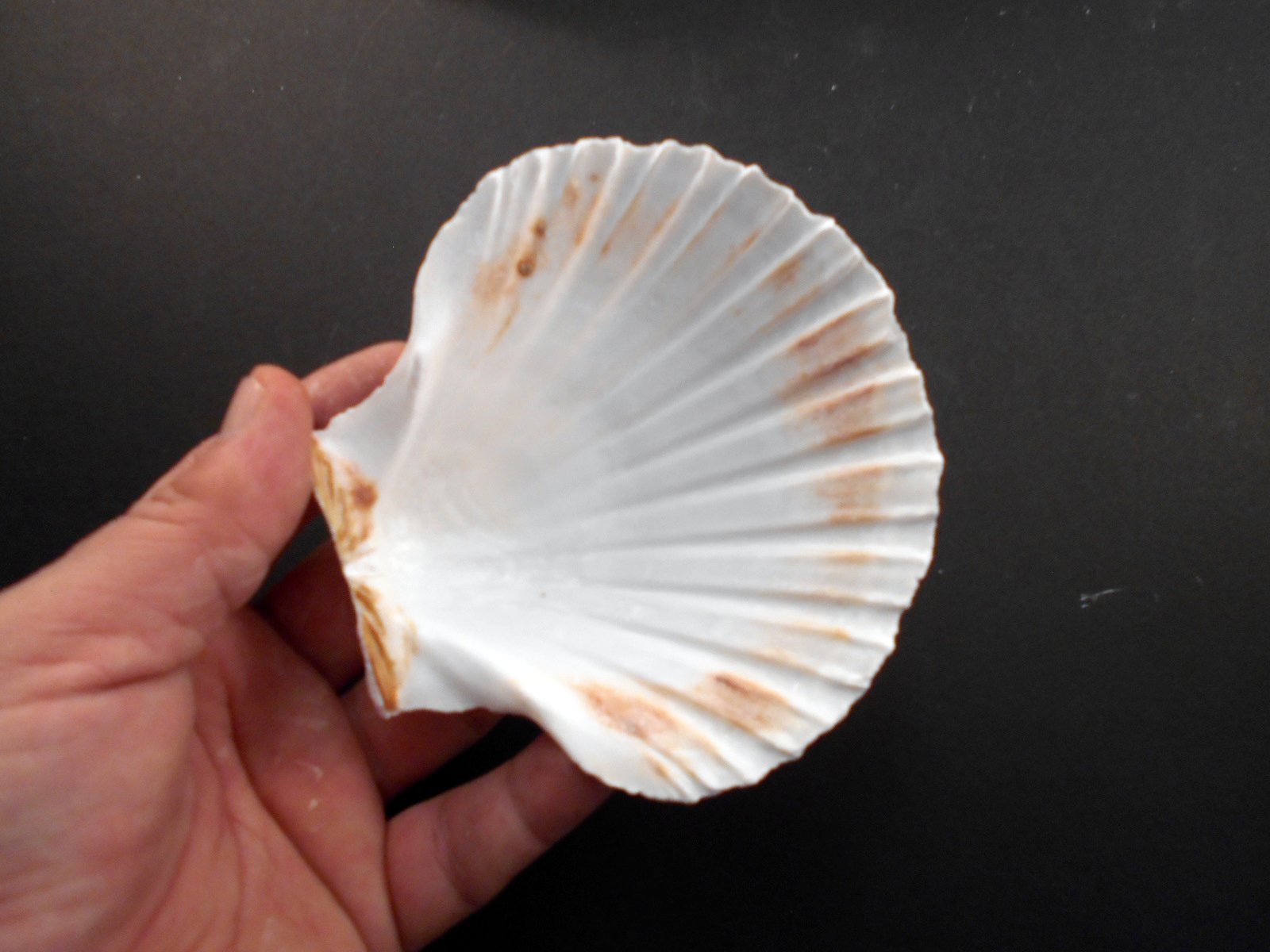 Set Of 8 Large White Baking Scallop (3.5''-4'') Restaurant Quality Real Seashells Beach Wedding Coastal Crafts And Decor - Flori