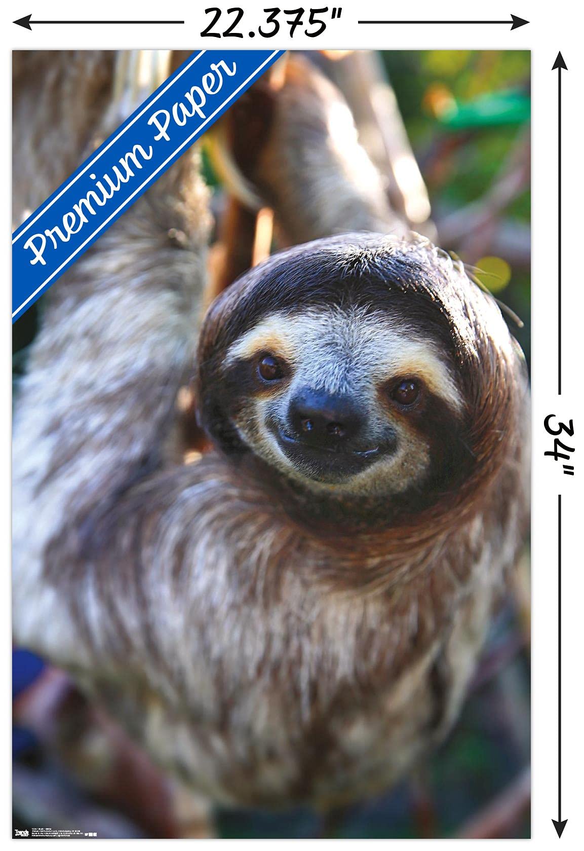 Trends International Sloth - Smile Wall Poster, 22.375'' X 34'', Premium Poster & Clip Bundle