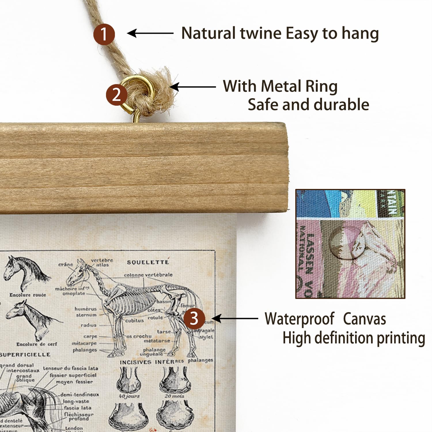Xiaoaika Antique-Style Equine Anatomy Chart - Vintage Horse Illustrations Wall Art With Wooden Scroll Frame - Equestrian-Themed