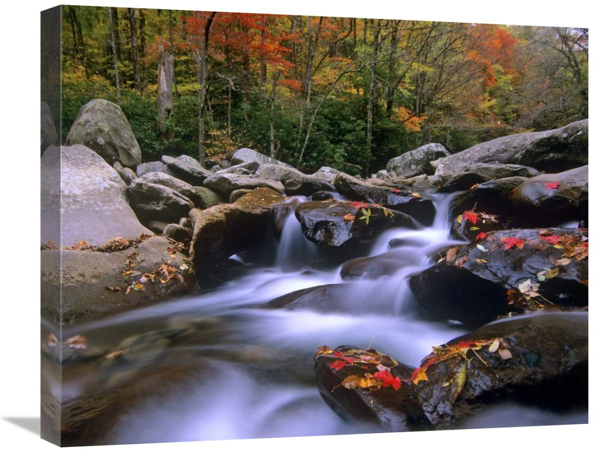Global Gallery Little Pigeon River Cascading Among Rocks and Colorful Maple Leaves, Great Smoky Mountains National Park, Tenness