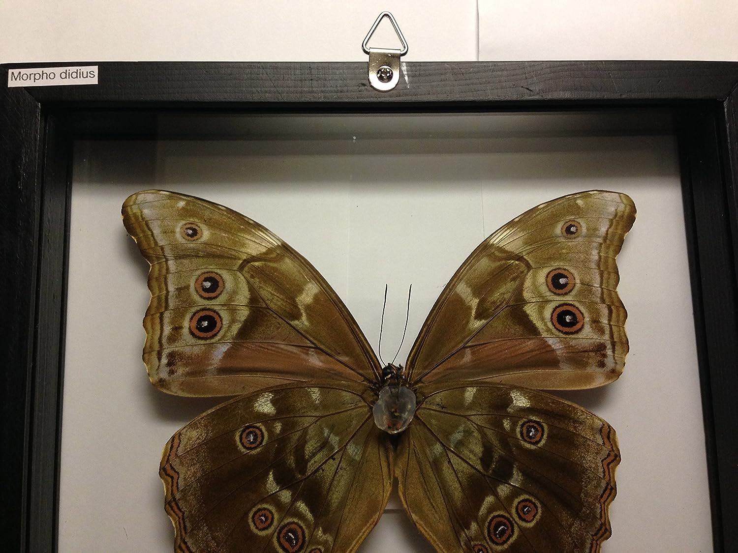 Ben the Butterfly Guy Blue Morpho Butterfly Framed and Mounted in Black Display