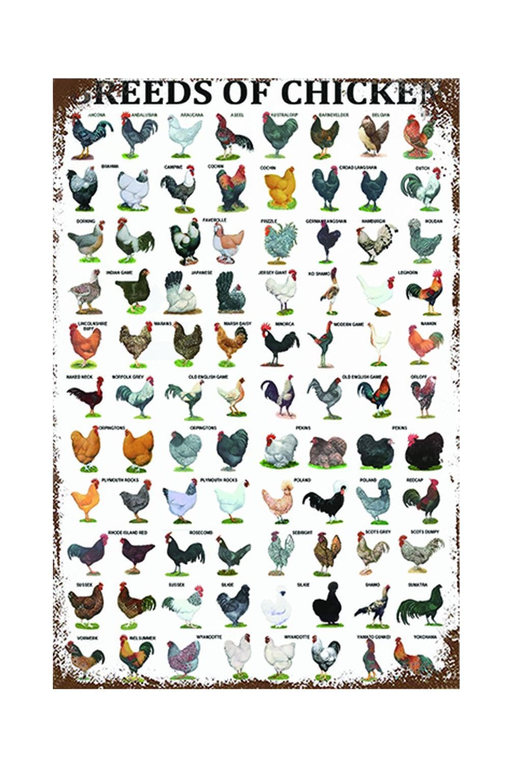 Funny Chicken Sign, Metal Chicken Coop Tin Signs, Breeds of Chicken, Yard Sign Garage Farm Garden Wall Decor Sign Plaque Outdoor