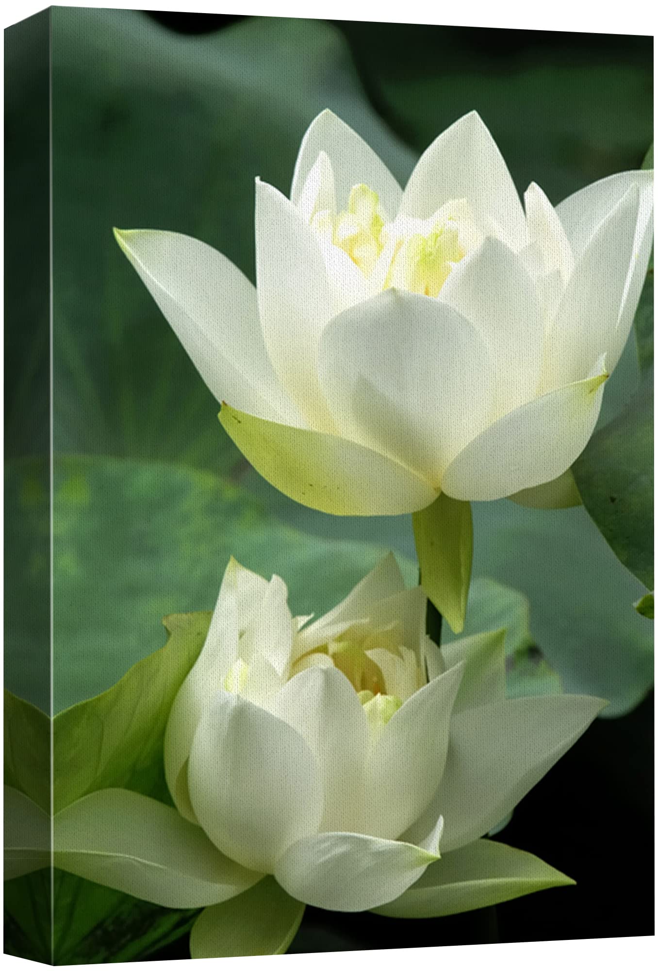 Canvas Prints Wall Art - White Lotus Flower And Green Lotus Leaf | Modern Wall Decor/Home Art Stretched Gallery Wraps Giclee Pri