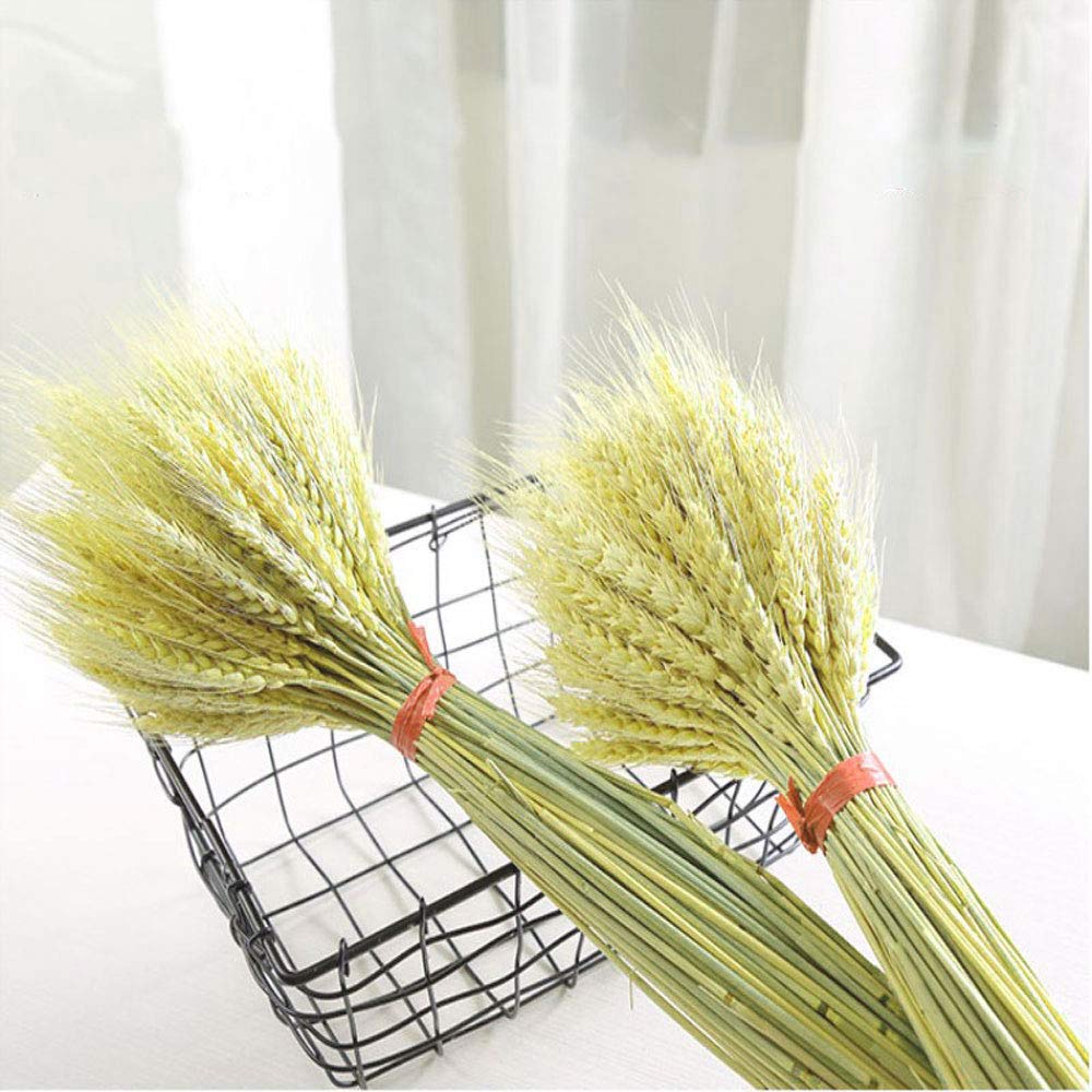 Tooget Dried Wheat Sheaves Stalks Bouquet Bundles  100 Stems Natural Ear of Wheat grain Flowers Dry grass Bunch DIY Arrangements for Home Wedding Store Decorative