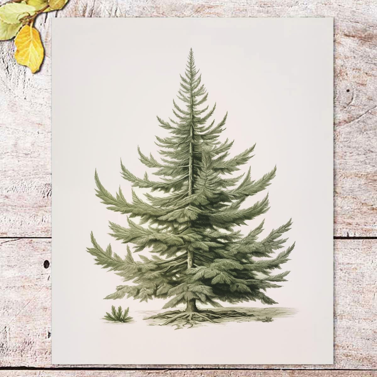 Christmas Tree Art Print, Vintage Fir Botanical Sketch, Christmas Tree Painting Print, Pine Tree Antique Print, Christmas Tree W