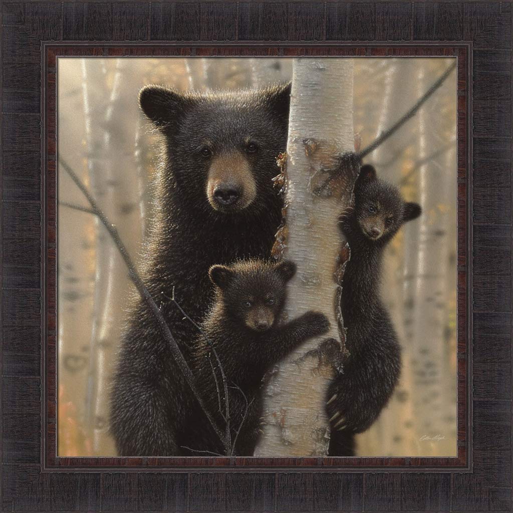 Home Cabin D  Cor Mama Bear & Cubs By Collin Bogle 23X23 Black Bear Baby Cubs In Birch Tree Framed Art Print Picture