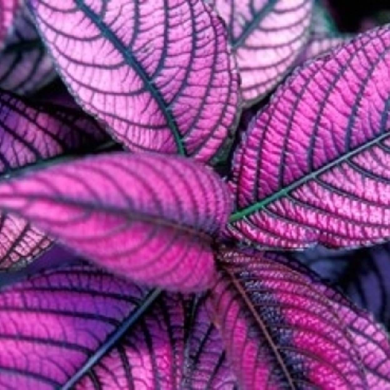 Posterazzi Fond Dous Estate Persian Shield St Lucia Caribbean Poster Print By Greg Johnston, (8 X 10)