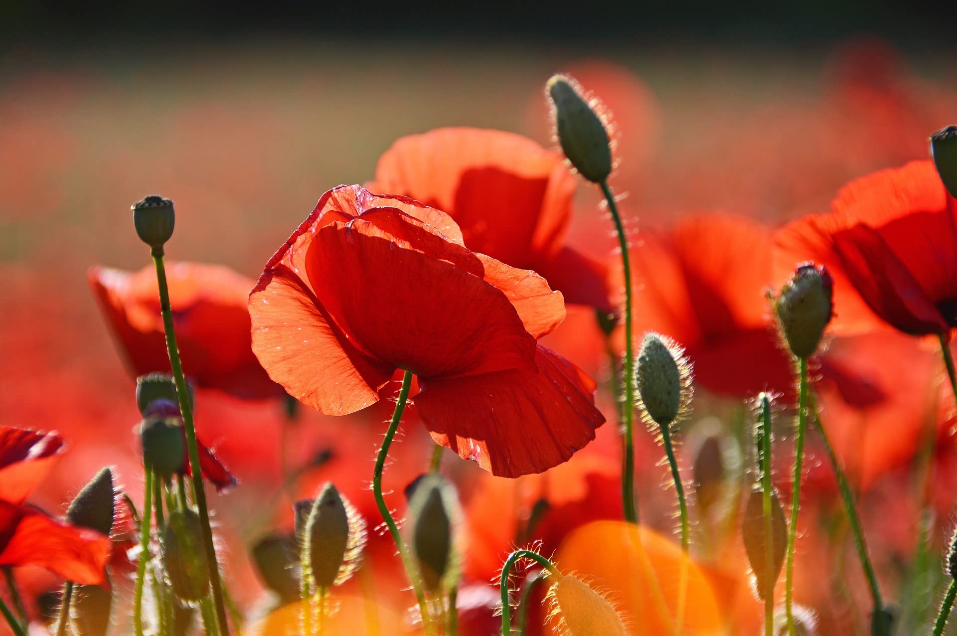 Set Of 200 Assorted Flower Seed Packets Flower Seeds In Bulk - 20 Varieties Available