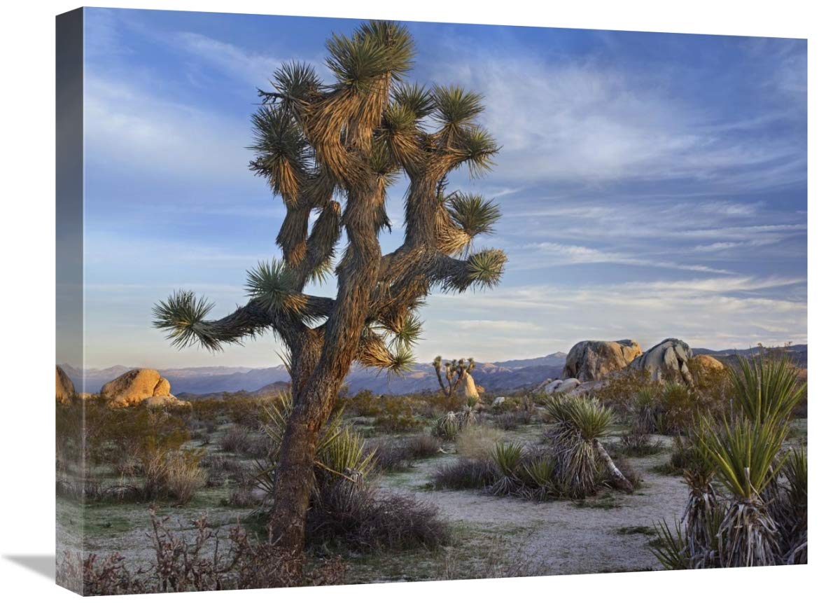 Global Gallery Joshua Tree, Joshua Tree National Park, California-Canvas Art-24 x18 