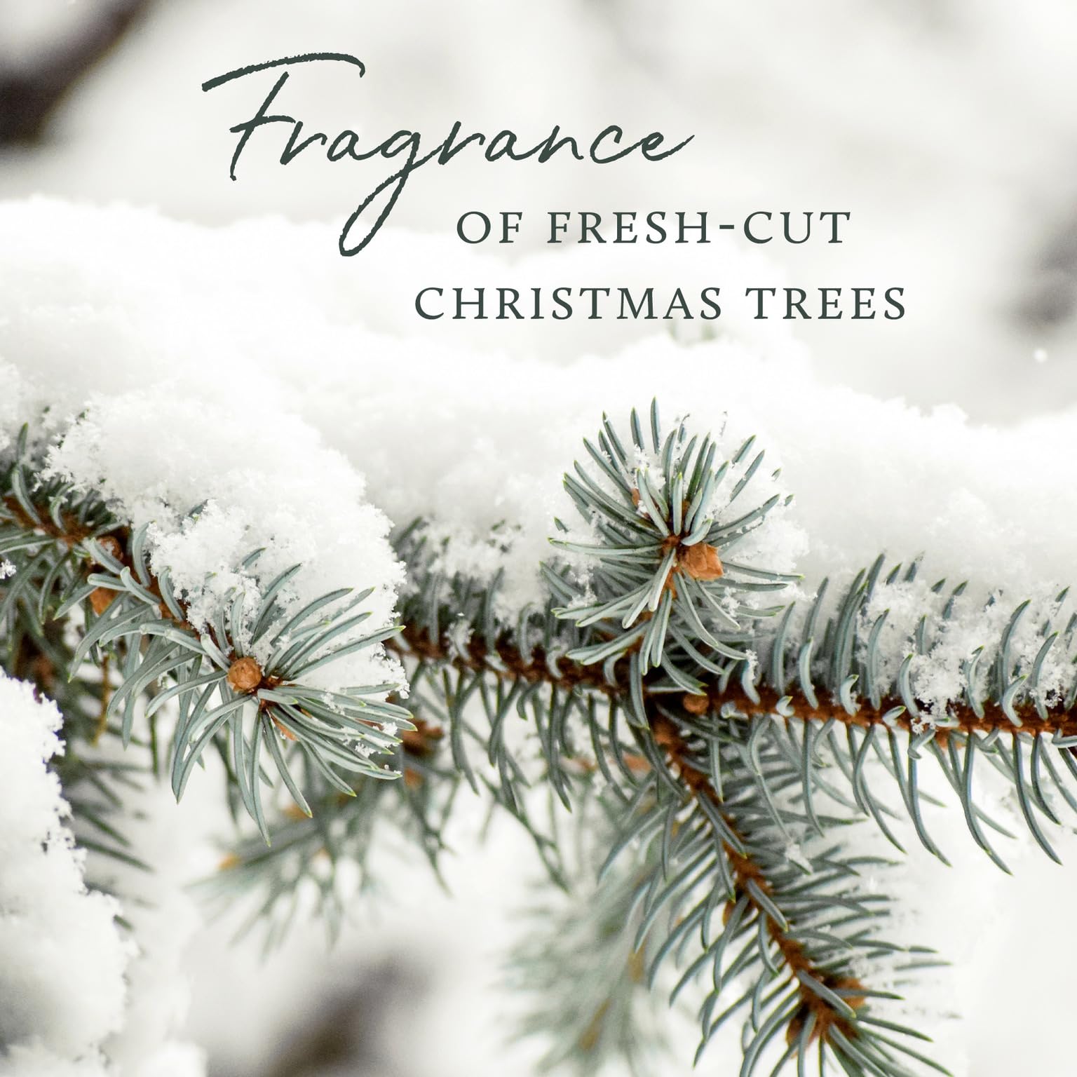 Thymes Luminary Frasier Fir Candle - Scented Candle - Luxury Home Fragrance - Home Decor & Bathroom Accessories - Frasier Fir Pi